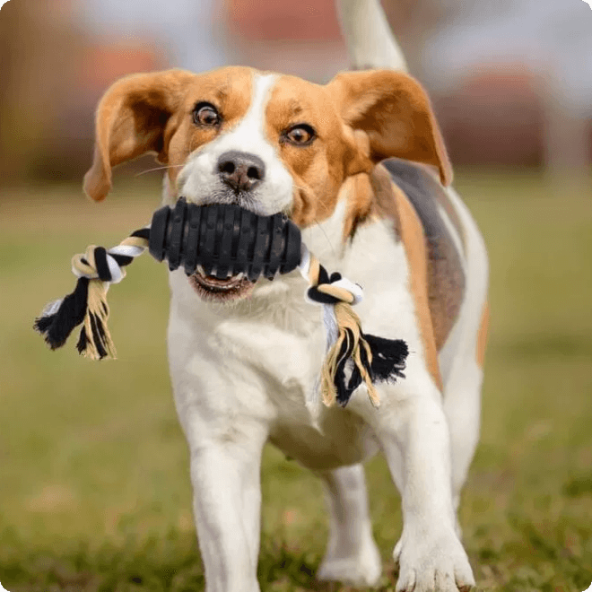 4 Best Dog Toys For Aggressive Chewers