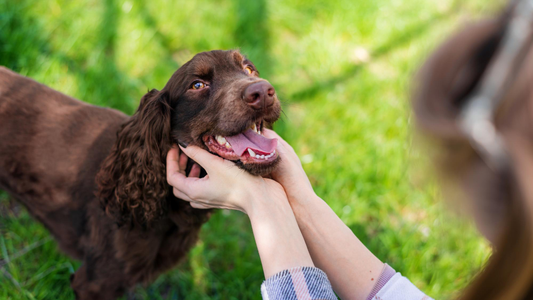 Are Elk Antler Chews Safe for Dogs?