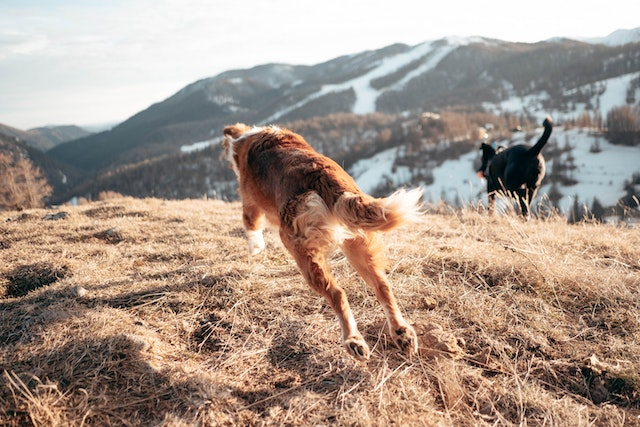 Best dog food for zinc deficiency best sale