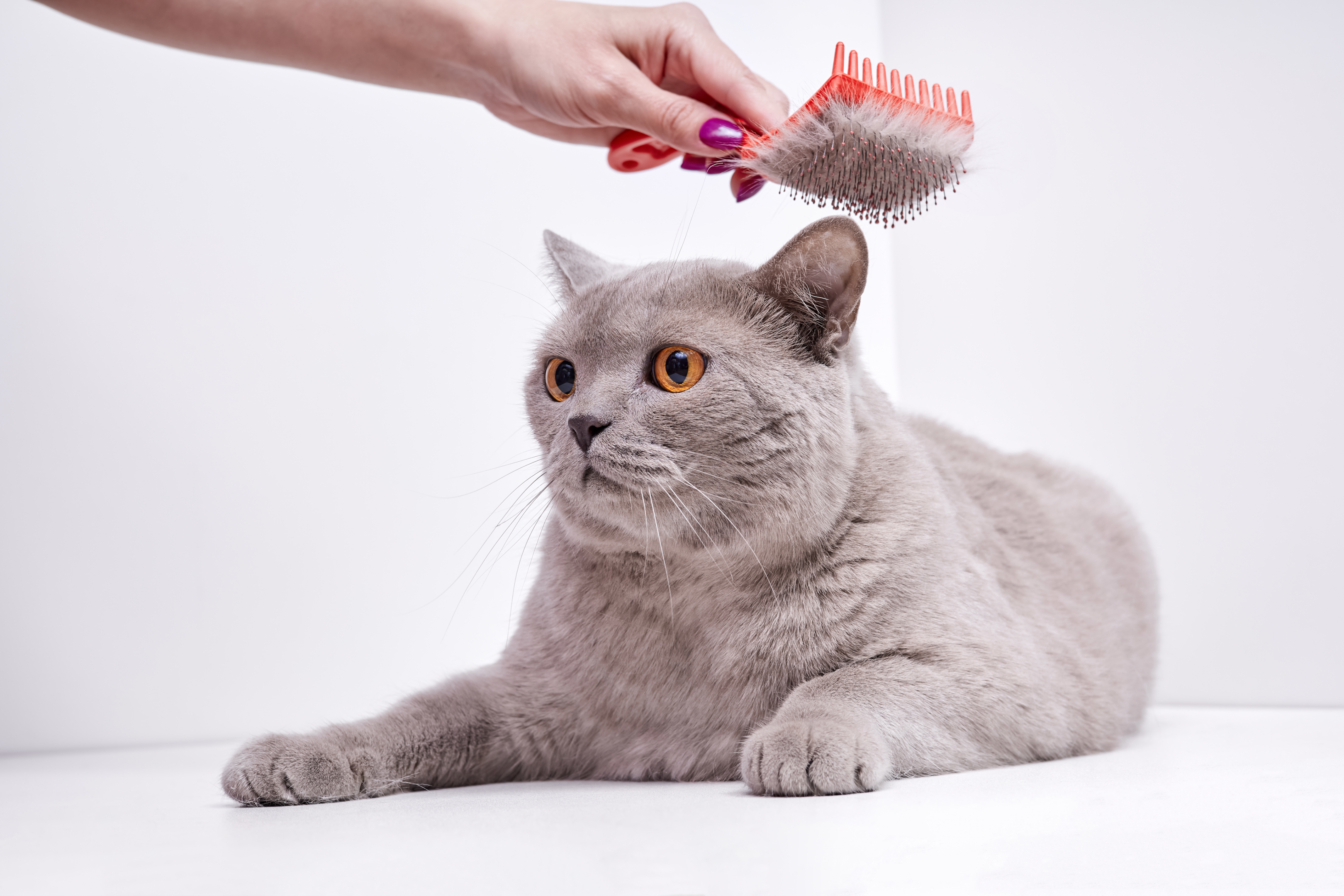 Cat Matted Fur: Causes, Treatments, & Prevention Tips