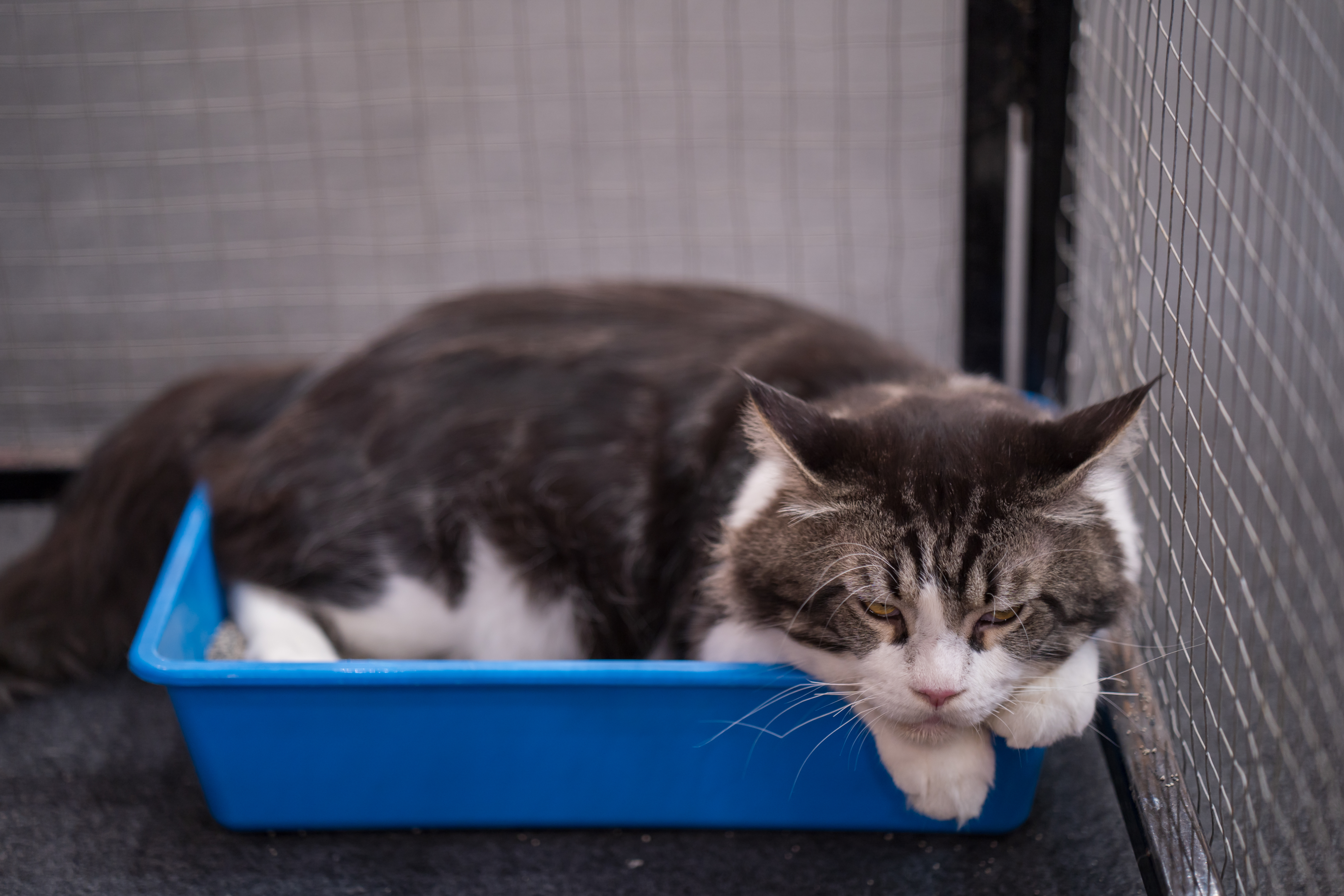 Home remedy for top cat urinary blockage