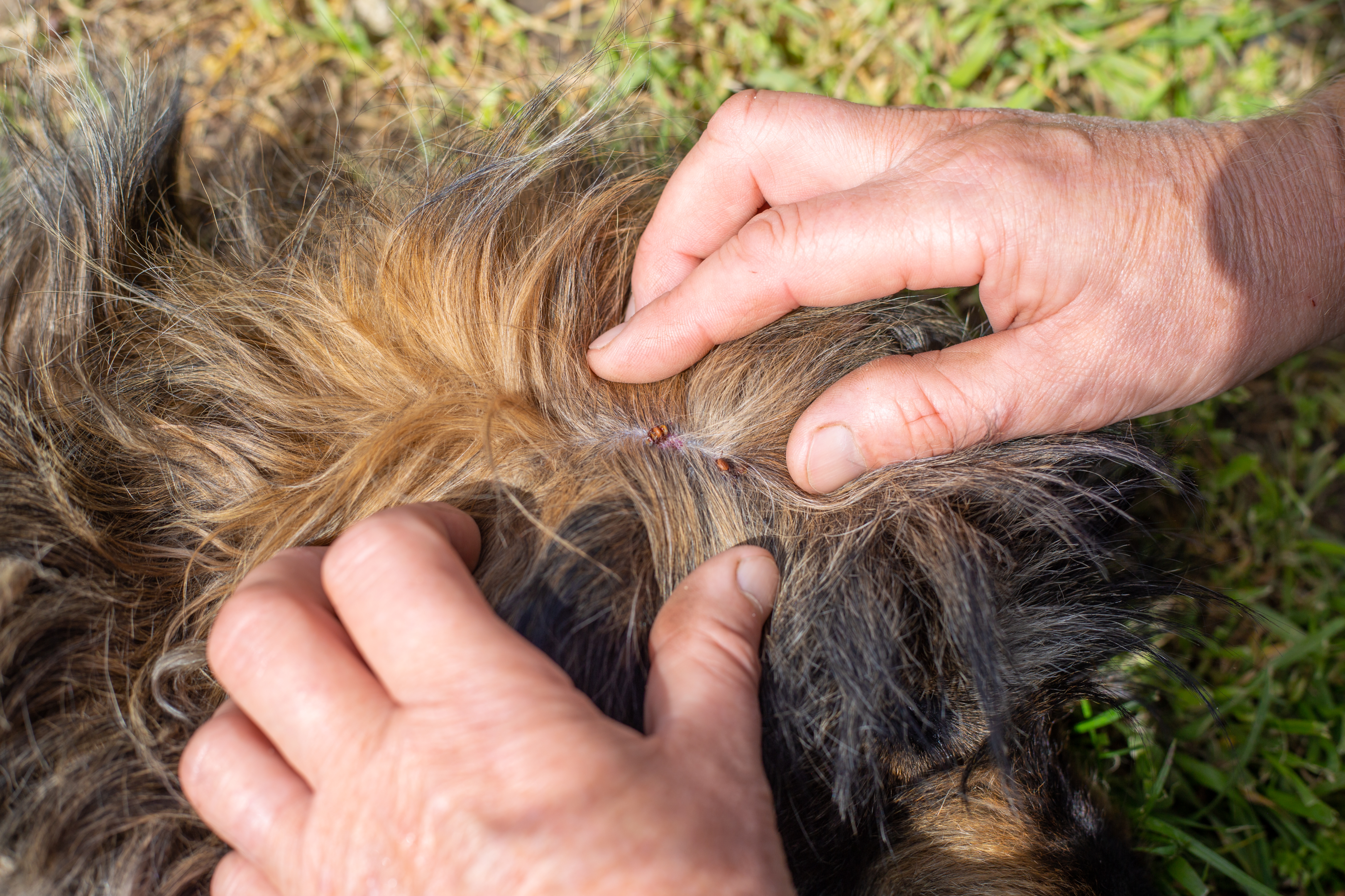 Home remedies for dog pulling 2024 hair out