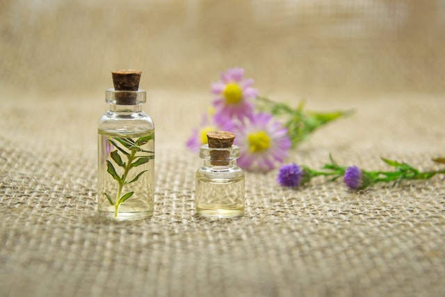Essential Oils for Fleas Everything You Need to Know RexiPets
