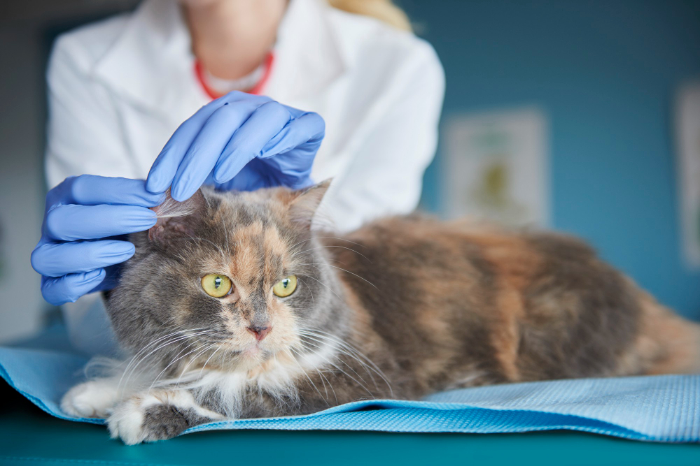 Home Remedy for Ear Mites in Cats RexiPets