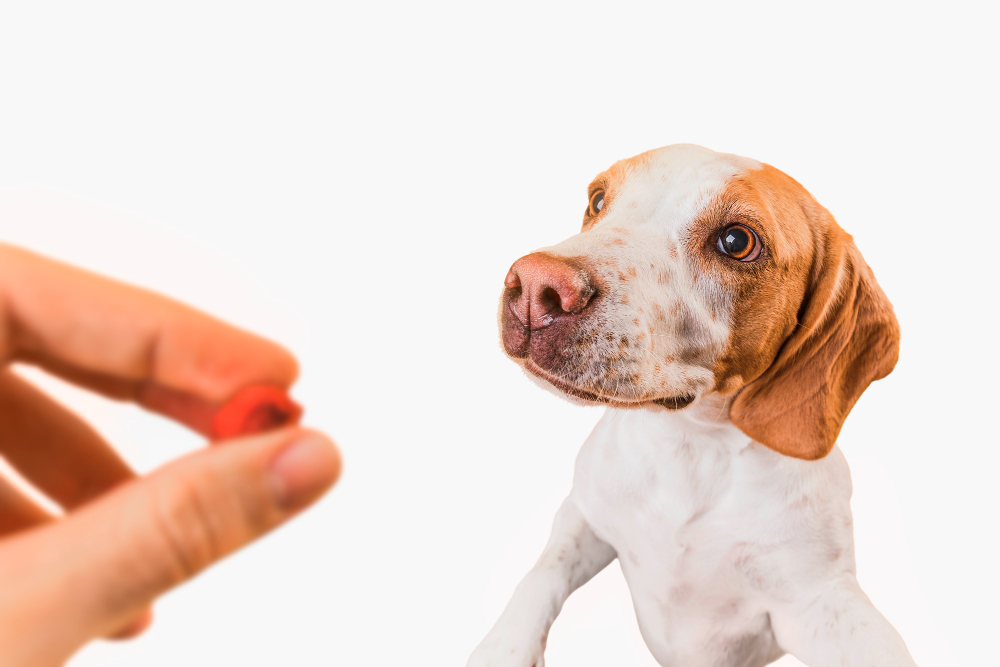 Vitamin e safe for dogs best sale