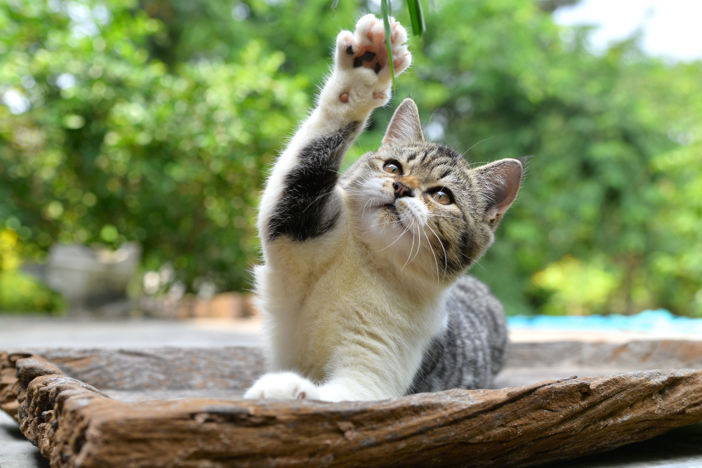 What is catnip?