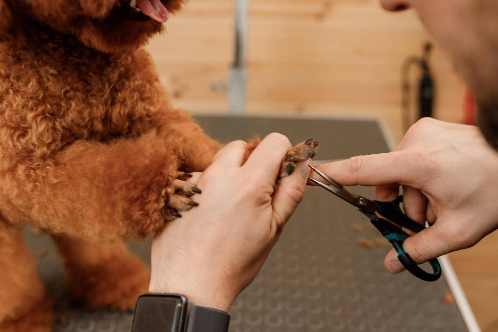 why-are-my-dogs-nails-splitting-6-reasons-you-should-know-rexipets