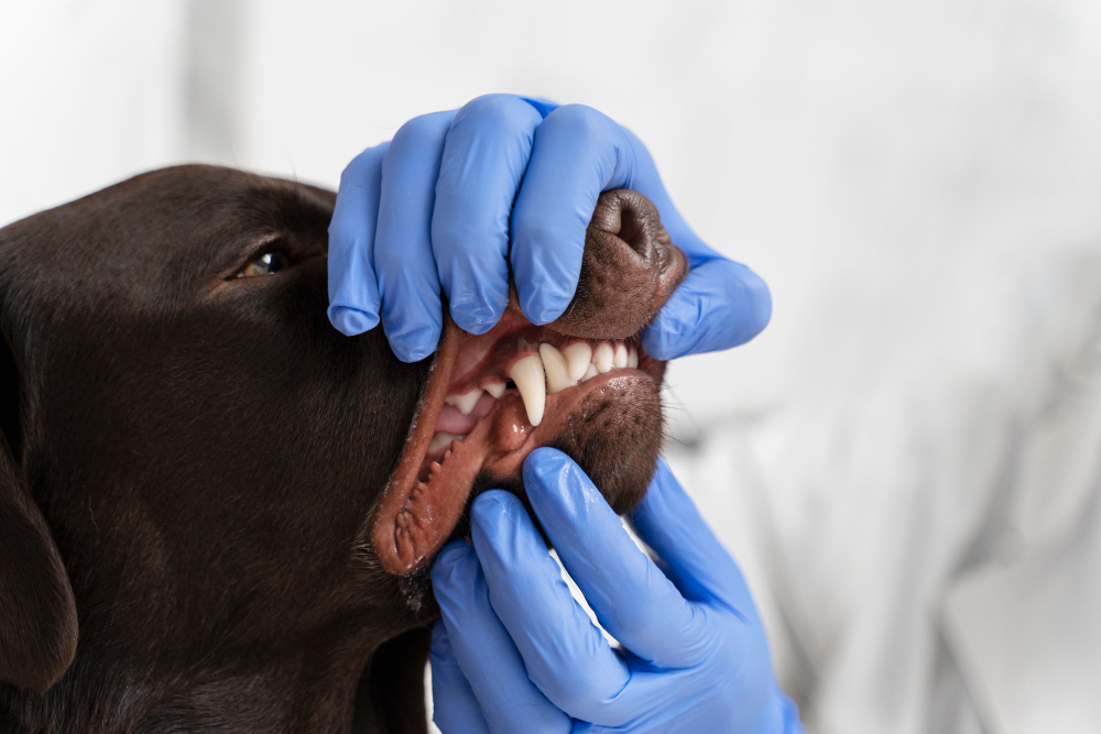 Pale Gums In Dogs: What Does It Mean? | RexiPets