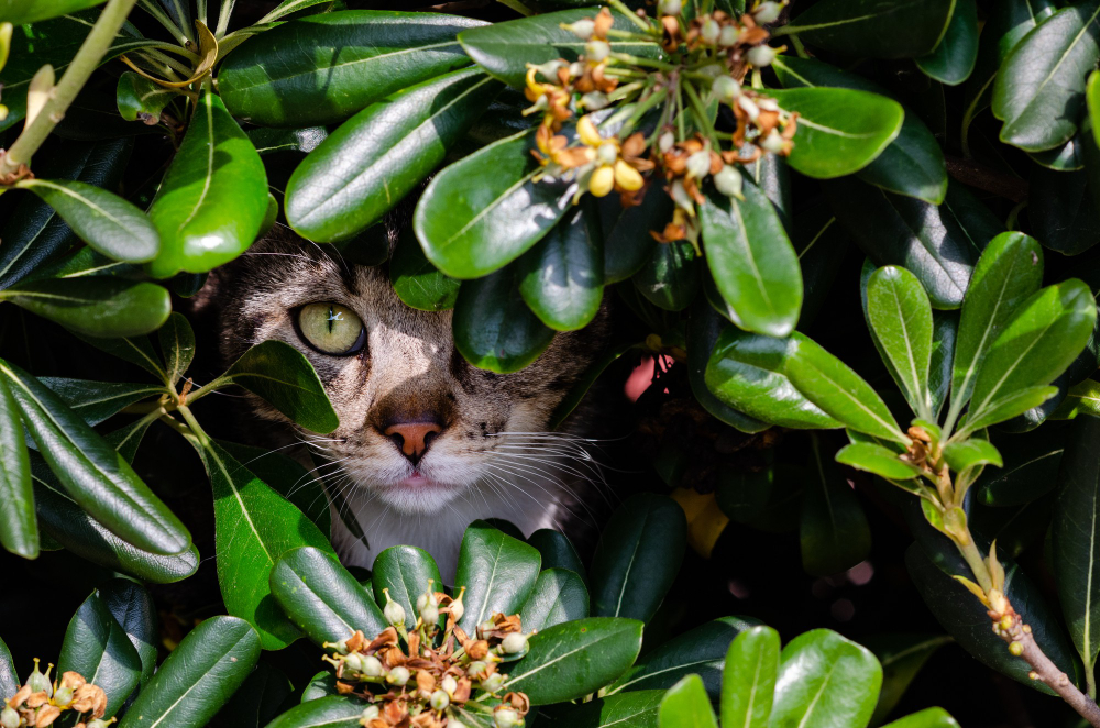 How to Stop a Cat from Eating Plants RexiPets