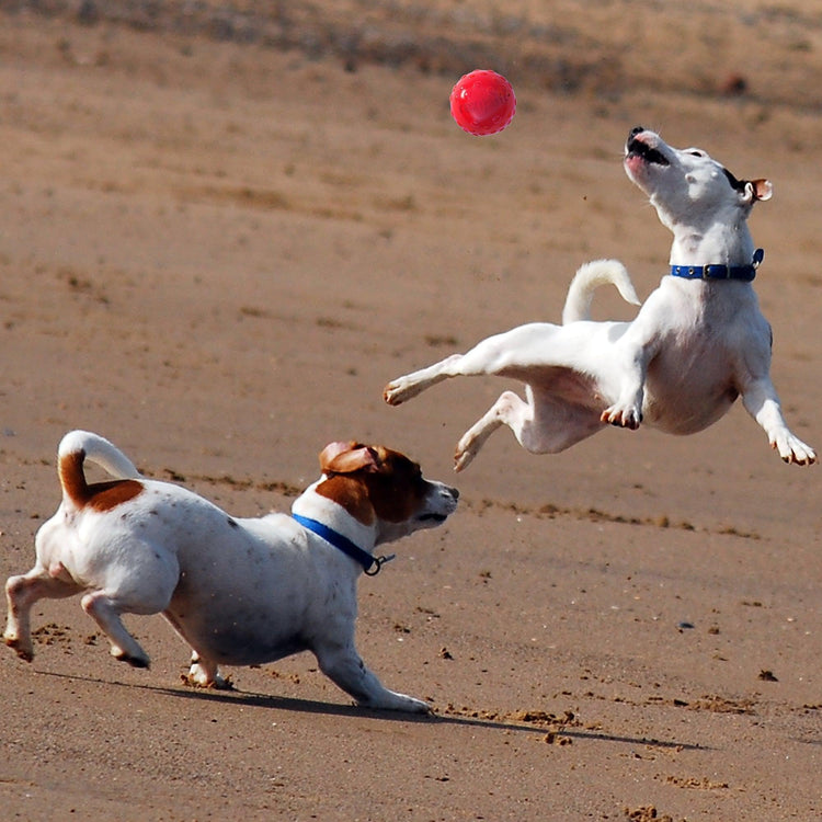 Heavy Duty Dog Play Ball