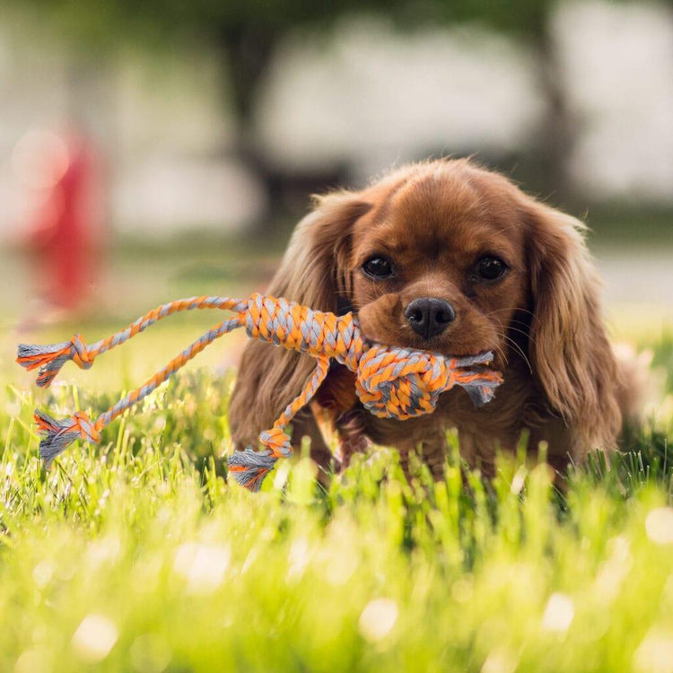 Dog Rope Toy Dancing Rope