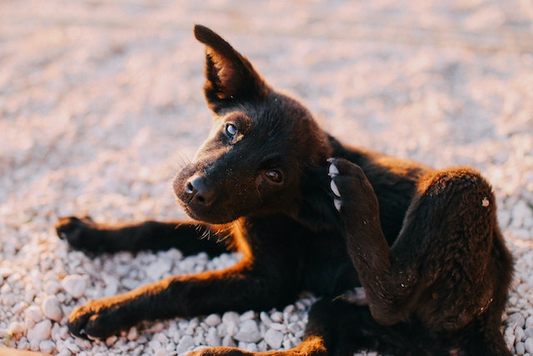 How to Relieve Dog Itching After Grooming?