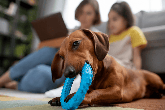 Why Does My Dog Chew His Toys On Me? - RexiPets