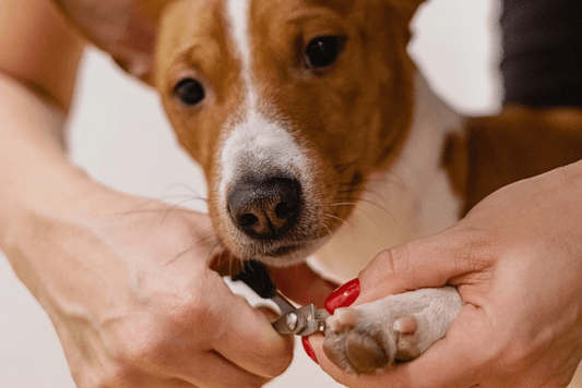 How To Trim Dog Nails That Are Overgrown? - RexiPets