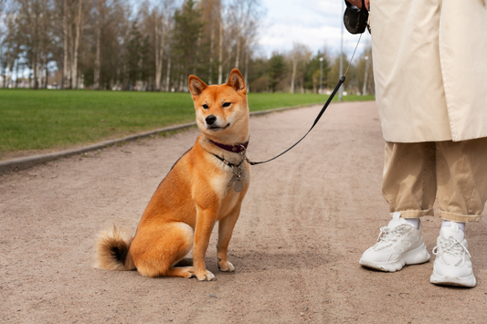 10 Best Retractable Dog Leashes in 2023