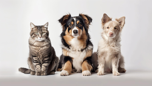 10 Differences Between Cats and Dogs