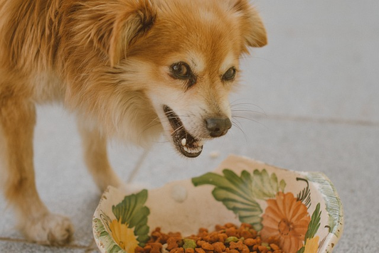 10 Ways on How to Get Dog to Eat Slower