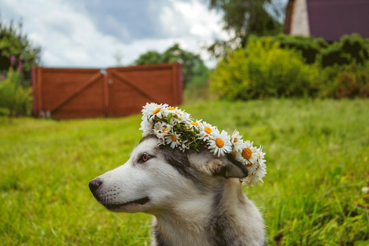 13 Dog Safe Flowers