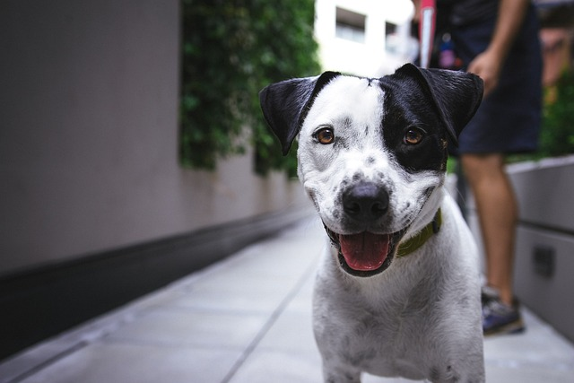 Can Dogs Eat Cucumbers: Here is All You Need to Know