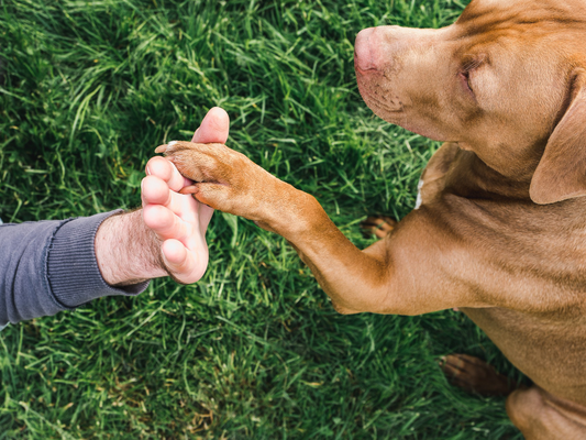 Can You Declaw A Dog?