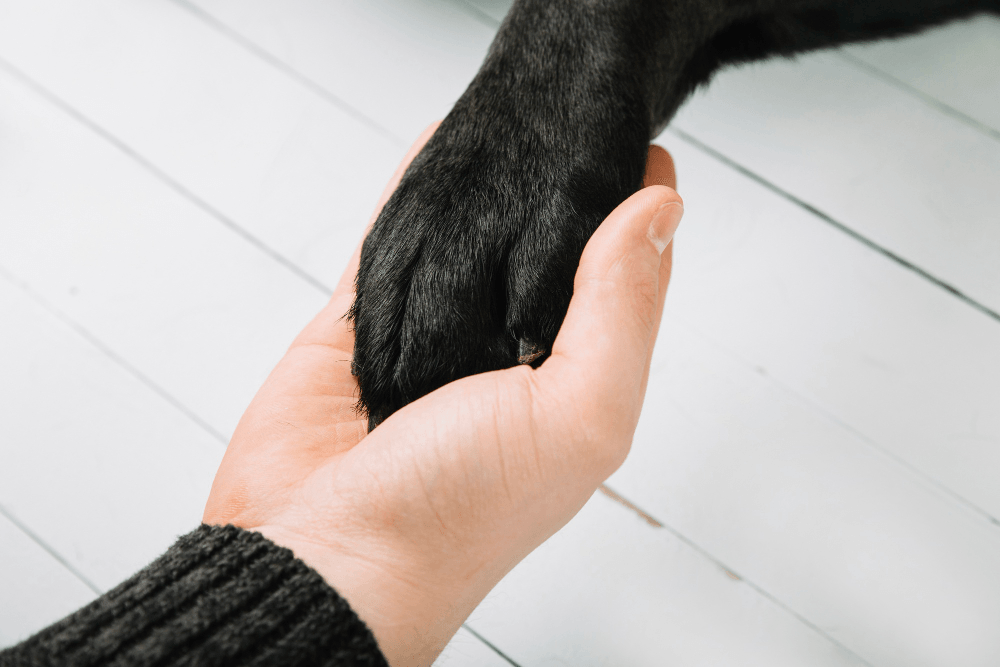 How To Care For Dog Paw Pads? - RexiPets