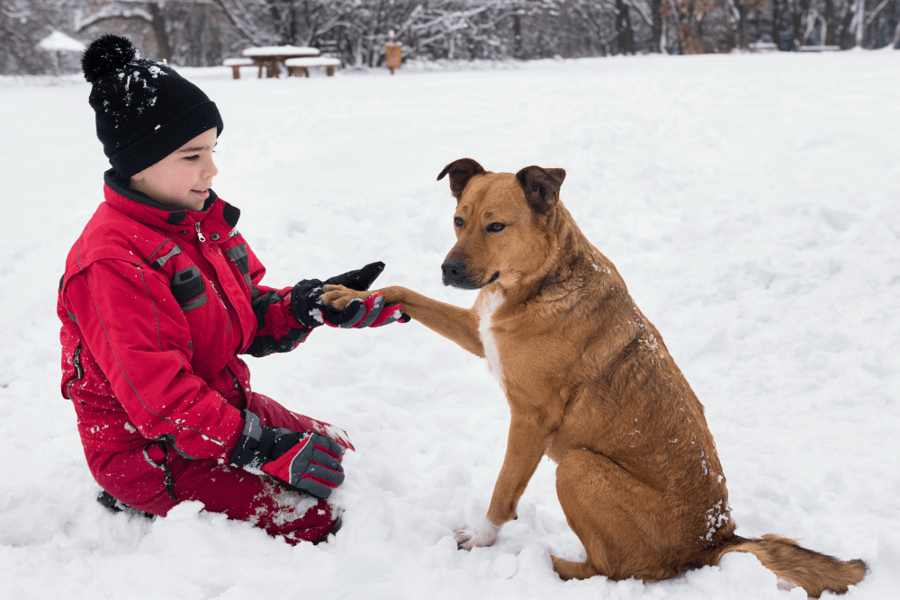 How To Protect Dog Paws In Winter from Salt, Ice and Snow? - RexiPets
