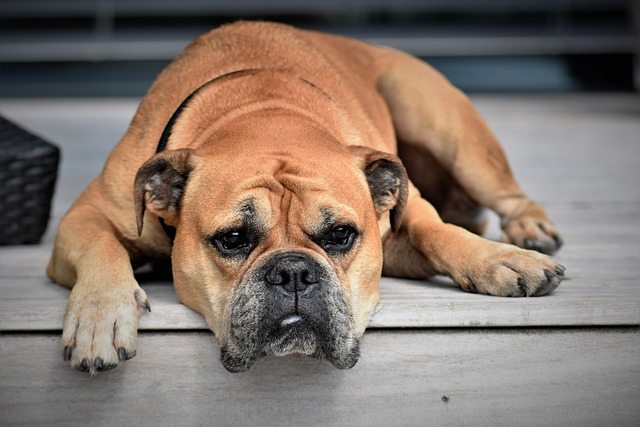 Can Dogs Eat BBQ Sauce? The Risk