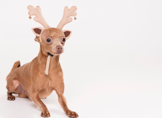 How to Prepare Deer Antlers for Dogs?