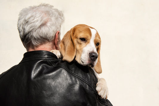 Secrets of Senior Dog Grooming