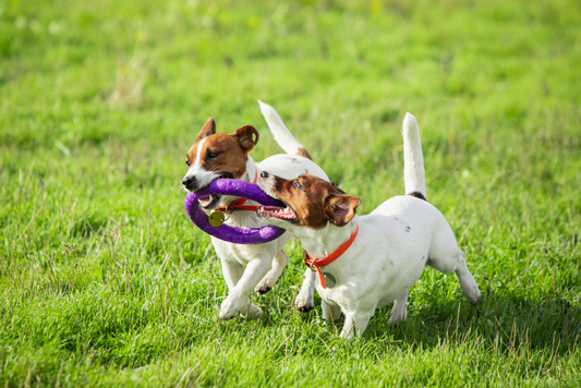 17 Best Fetch Toys for Dogs in 2023