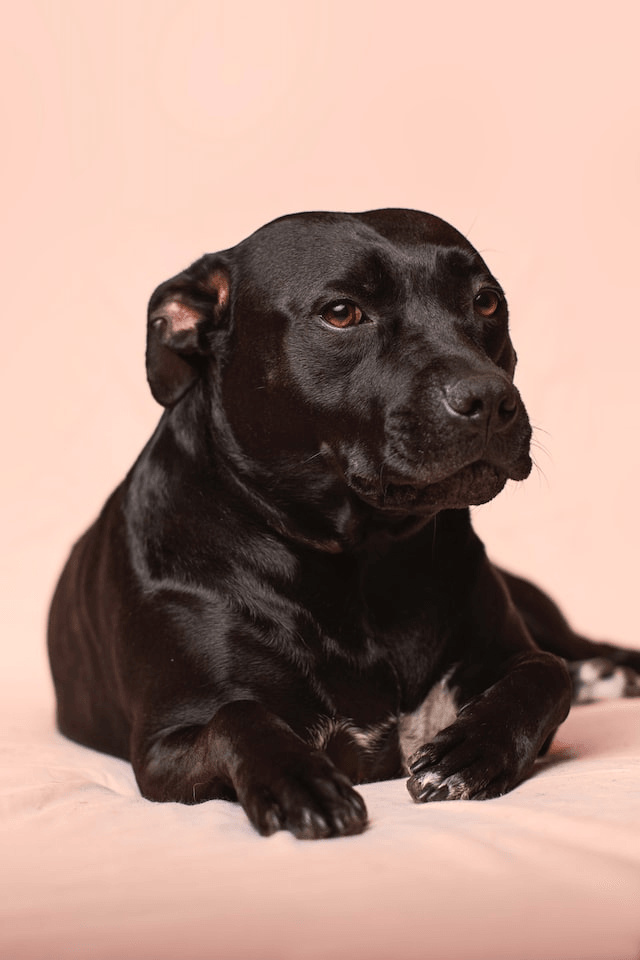 How To Get Dog To Stay Still For Grooming? - RexiPets