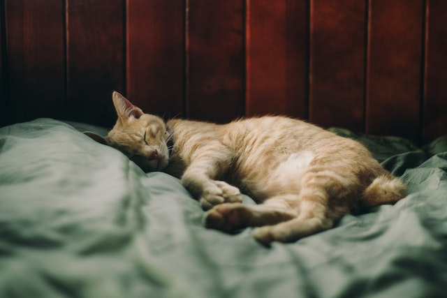 16 Cat Sleeping Positions and Their Meanings | RexiPets