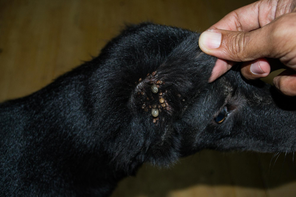 Best Flea Treatments for Dogs