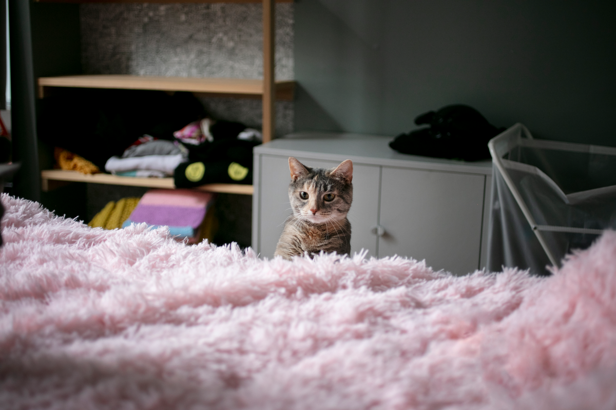 Tips To Keep Your Cat from Shredding Your Furniture