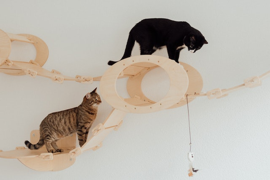 6 Best Toys For Cats Alone at Home