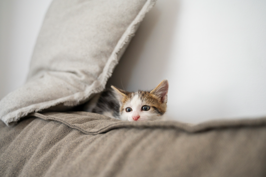 7 Ways to Stop Your Cat from Waking You Up