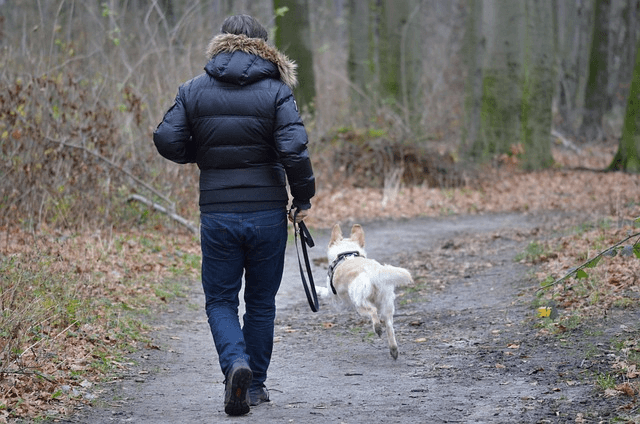 What Do You Do If An Off-Leash Dog Approaches You While You Are Walking A Dog? - RexiPets