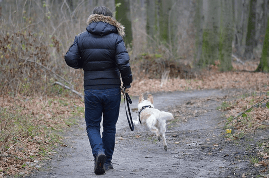 What Do You Do If An Off-Leash Dog Approaches You While You Are Walking A Dog? - RexiPets