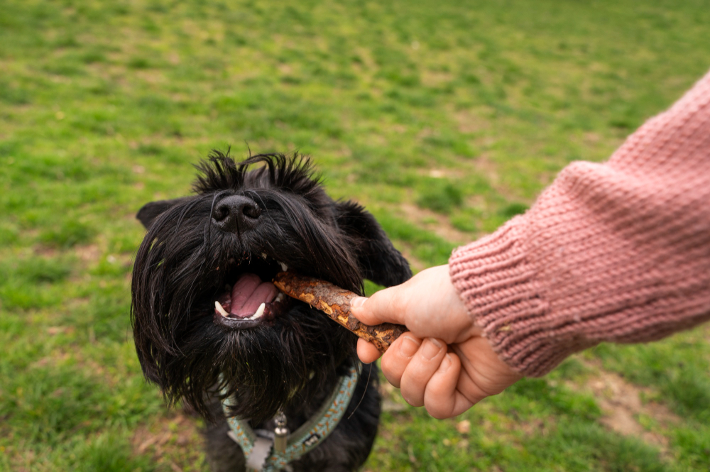8 Best Antlers for Dogs in 2024