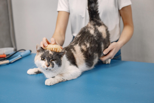 8 Reasons Why Your Cat Is Losing Hair