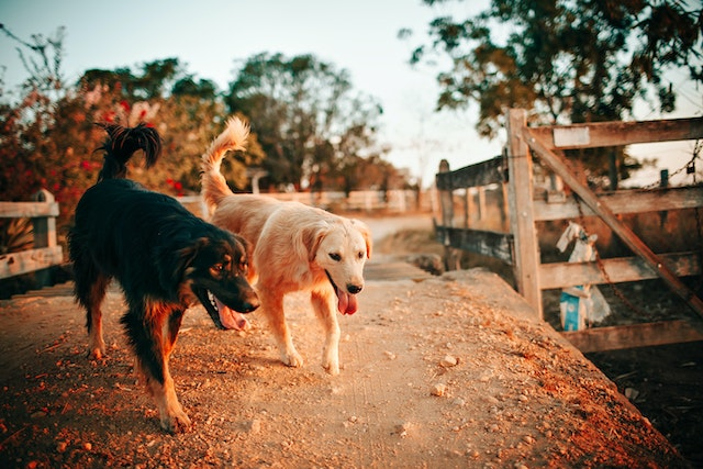 8 Signs Your Dog Needs to Be Neutered