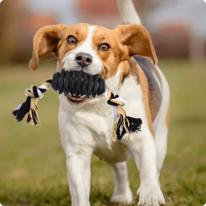 Homemade dog chew top toys for aggressive chewers