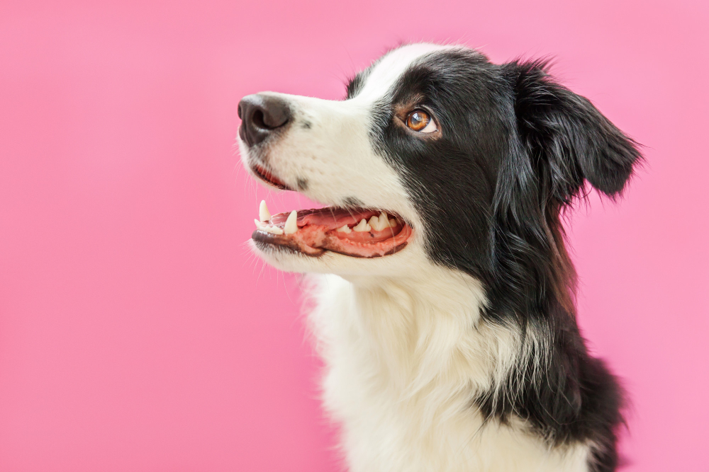Are Elk Antlers Safe for Dogs?