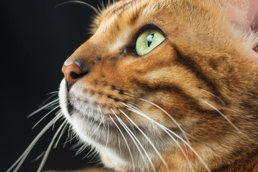 Are Long Whiskers a Sign of a Healthy Cat?