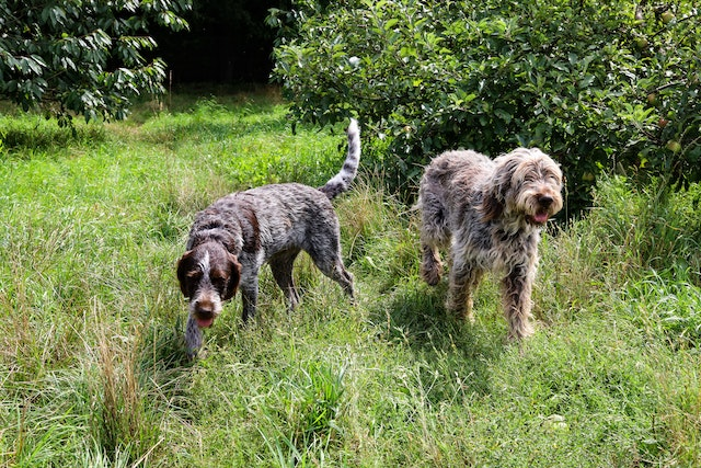 Are Snake Plants Poisonous To Dogs: Busting Myths