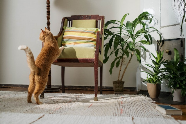 Are Spider Plants Poisonous To Cats?