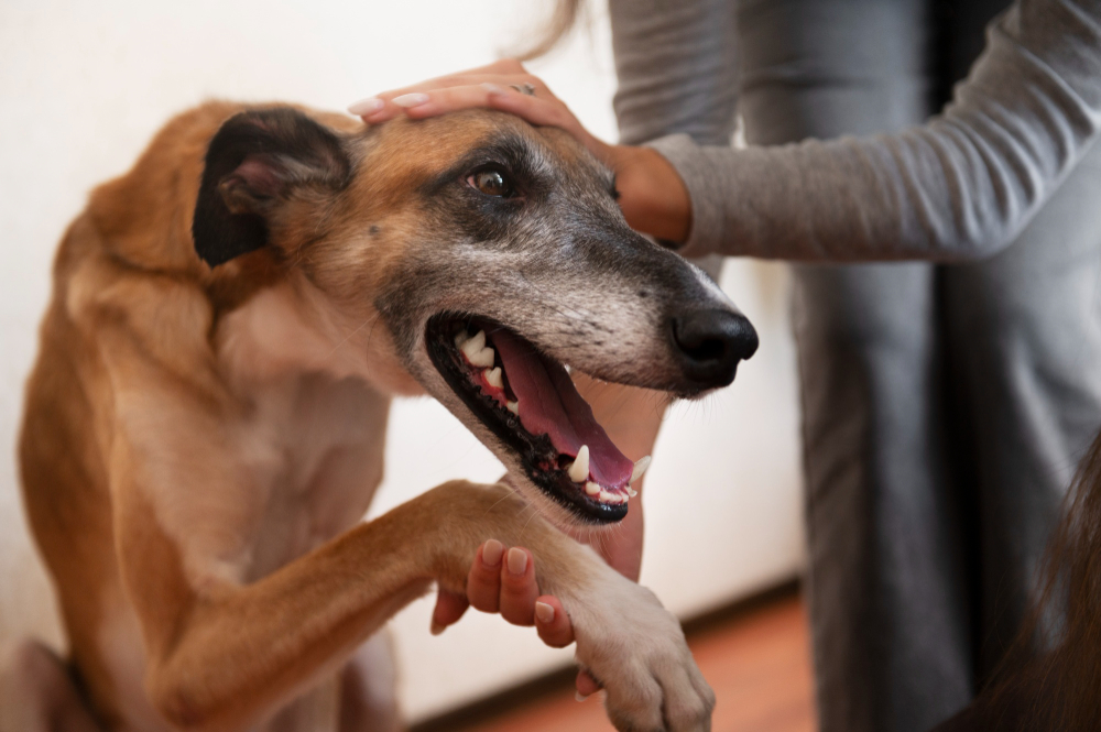Behaviors Pets Learn from Their Owners