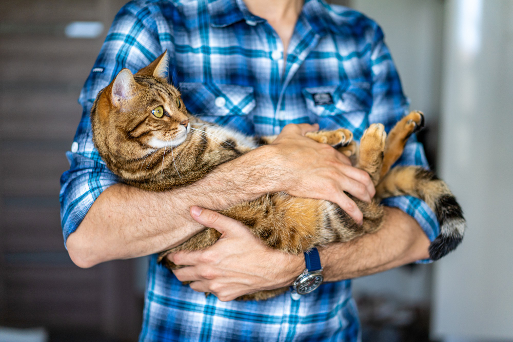 Benefits Of Coconut Oil For Cats