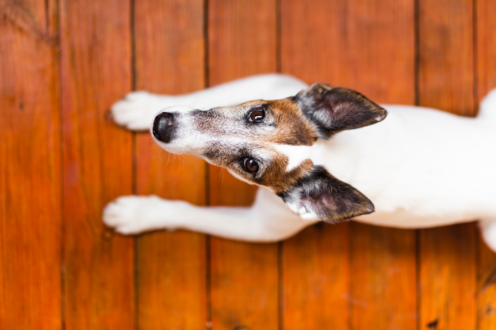 Benefits of Elk Antler Dog Chews