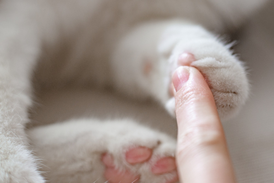 Best Cat Nail Grinders Available Right Now